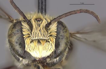 Media type: image;   Entomology 16200 Aspect: head frontal view